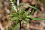 Great plains flatsedge